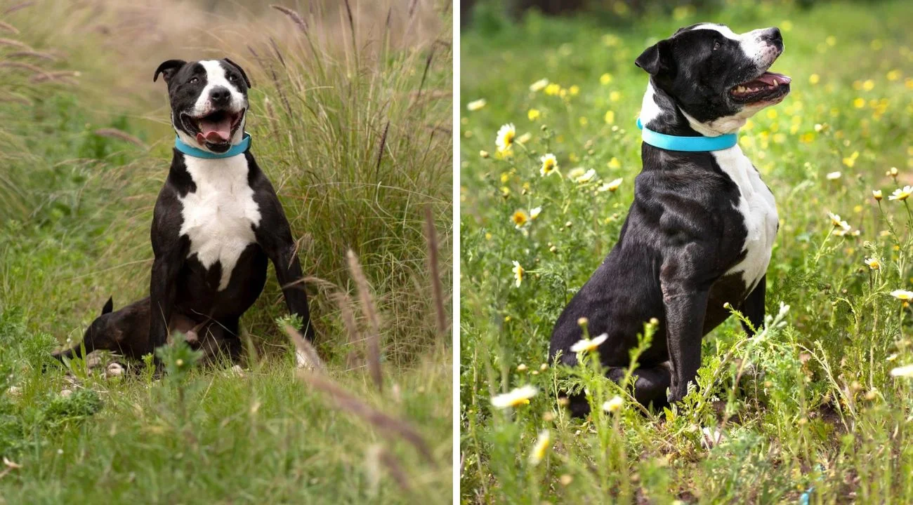 Cane trascorre 7 anni in rifugio, poi viene finalmente adottato: la sua storia