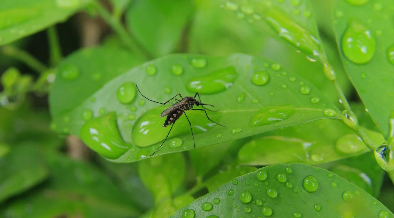 Questa pianta da giardino tiene lontane le zanzare: in pochi lo sanno