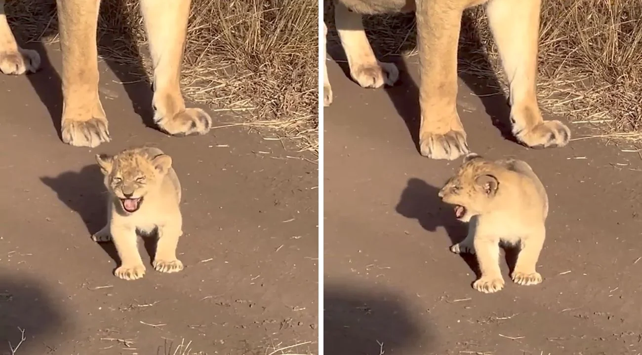 Cucciolo di leone fa il "ruggito" più adorabile che vedrai oggi