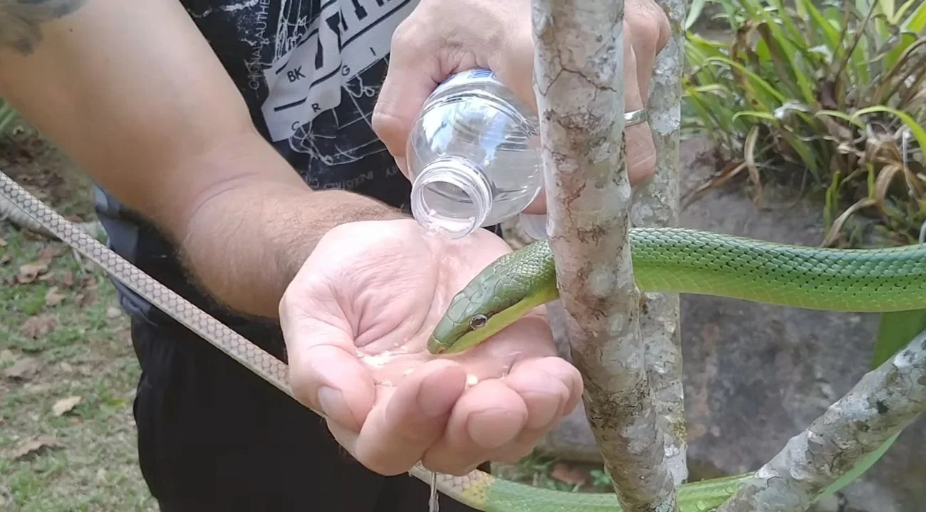 Serpente assetato beve dell'acqua grazie a un sentierista: il video è impressionante